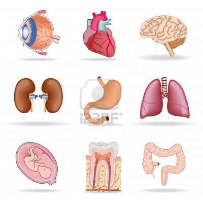 Organos del sistema respiratorio